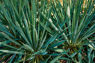 Evergreen leaves of Yucca filamentous (lat. Yucca filamentos) in the natural rays of the sun. Leaves linear-lanceolate, flat, blue-green color create a natural texture. Concept nature for design.