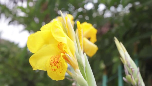 Yellow canna lily or  Edible canna flower beautiful on a tree in the garden.Moving by the wind.