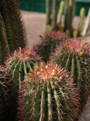 Cactus en fleurs 