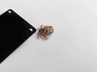 shell, beach, sand, crab, sea, nature, animal, macro, insect, hermit, ocean, small, spider, bug, white, closeup, snail, brown, wildlife, hand, seashell, summer