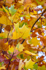 yellow colors of autumn