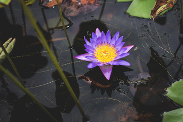 Image of Nymphaea in the pond. beautiful violet water lily background. Details and colors