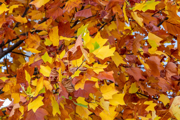 yellow colors of autumn