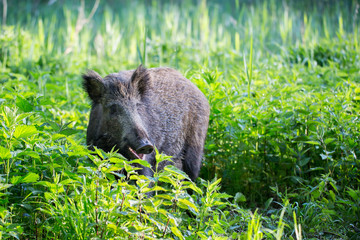 Wild boar ( Sus scrofa )  walking in nature still life. Dense forest trees, reeds and grass, wild landscape. The natural scenery , Wildlife.
