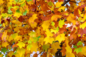 yellow colors of autumn