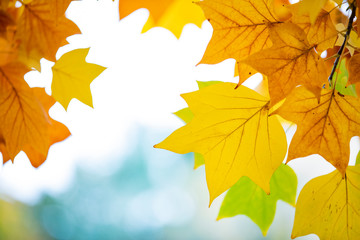 yellow colors of autumn