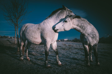 Obraz na płótnie Canvas Two horse portrait close up in love. Horse connection