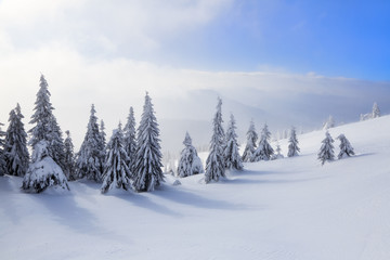 Spectacular panorama is opened on mountains, trees covered with white snow, lawn and blue sky with clouds. The game of light and shadow beautifully plays with volumes. Sunny winter day.