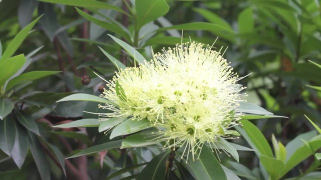 Golden Penda or Xanthostemon chrysanthus flower beautiful on a tree in the garden.Moving by the wind.