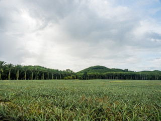 big pineapple farm