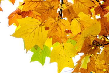 yellow colors of autumn