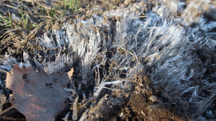 Ice grass