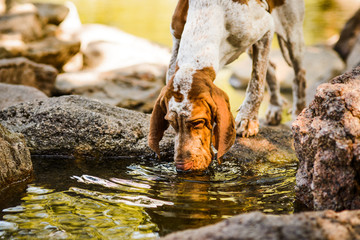 Beautiful Bracco Italiano pointer male drinking water