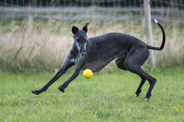 schwarzer Galgo Espanol spielt mit einem gelben Ball
