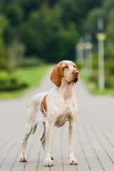 Beautiful Bracco Italiano pointer female standing in park