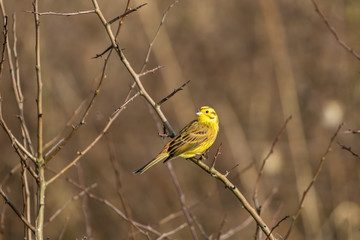Yellowhammer on a branch