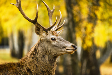 Portrait of deer in autumn forest