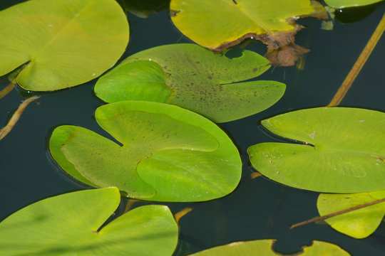 Ninfea gialla (Nuphar luteum) o Nannufaro,foglie galleggianti