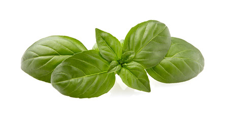 Basil leaves in closeup on white background