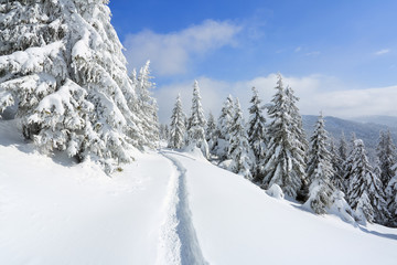 On the lawn covered with white snow there is a trampled path that lead to the dense forest in nice winter day. Tourist resting place. Sun rays enlighten the trees.