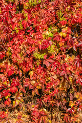 Autumn multicolor wild grape pattern background