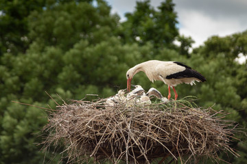 Storchenfamilie im Nest