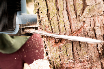 Kettens&auml;ge im Stamm