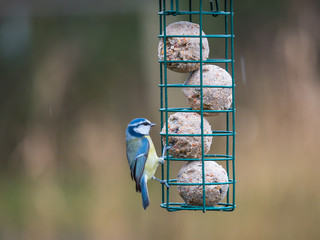 Eurasian blue tits (Cyanistes caeruleus) on bird feeder © Stephan Morris 