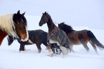 Gut verpackt. Gruppe von Pferden auf der verschneiten Weide in Bewegung, eines trägt eine Decke