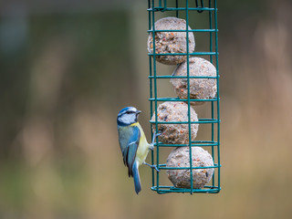 Eurasian blue tits (Cyanistes caeruleus) on bird feeder © Stephan Morris 