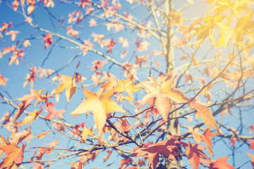 Colorful leaves on tree with cloudy blue sky in background, autumn season background texture