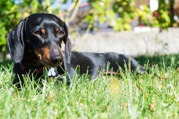 Dachshund lying on grass