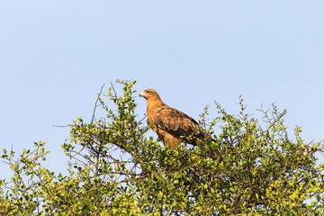 Tawny eagle in a treetop