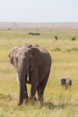 Fototapeta na wymiar Elephant with calf walking on the savannah