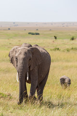 Obraz premium Elephant with calf walking on the savannah