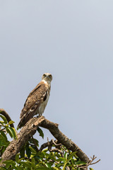 Short-toed snake eagle in a tree