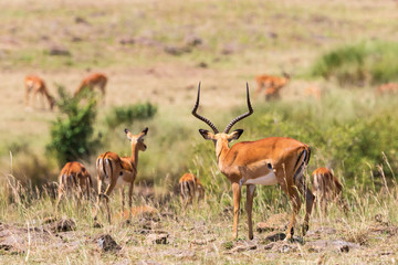 Impala antelopes on the savannah