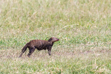 Muddy Banded mongooses in the grass