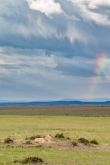 Obraz premium Lion on the savannah with storm clouds and a rainbow