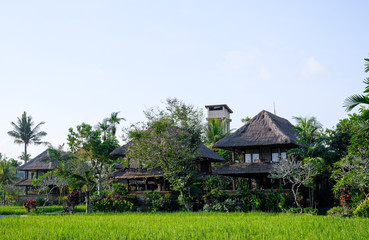Fototapeta na wymiar Jungle in Bali, Ubud