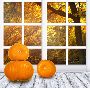 Room interior with window frame and pumpkins for Thanksgiving day on wooden table in Shabby Chic style and autumn maple tree outside
