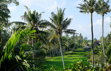 Obraz premium Jungle in Bali, Ubud