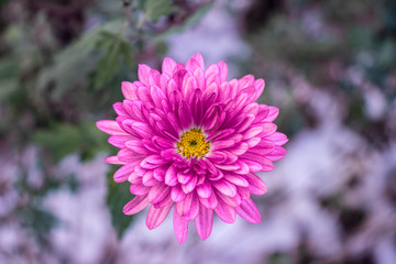 Pink beautiful winter flower in close-up