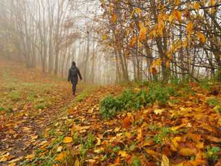 Herbstspaziergang bei Nebel