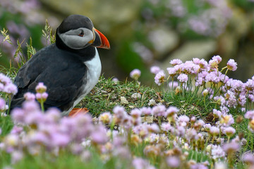 Puffin, the bird with the colored beak