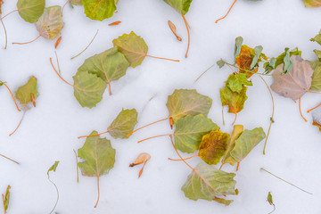 many of bright autumn green and orange leaves lying on the clean white snow