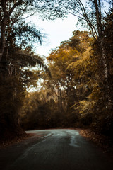 Obraz premium road in the forest