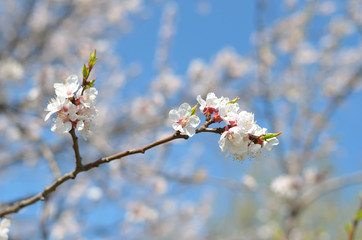 Flowering fruit tree branch