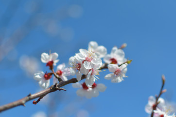 Flowering fruit tree branch on cloudless sky background