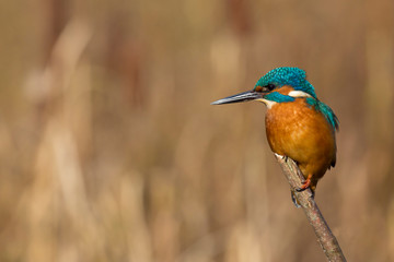 Fototapeta premium Martin pêcheur